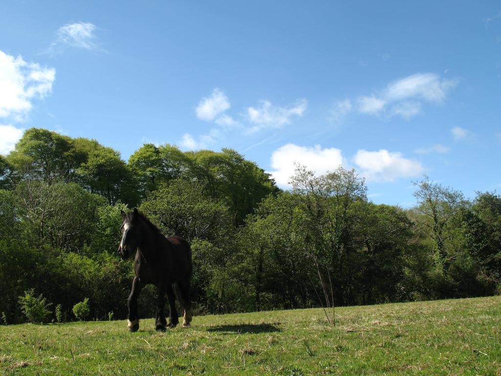 Glamping At The Grove, And Luxuszelt Killarney